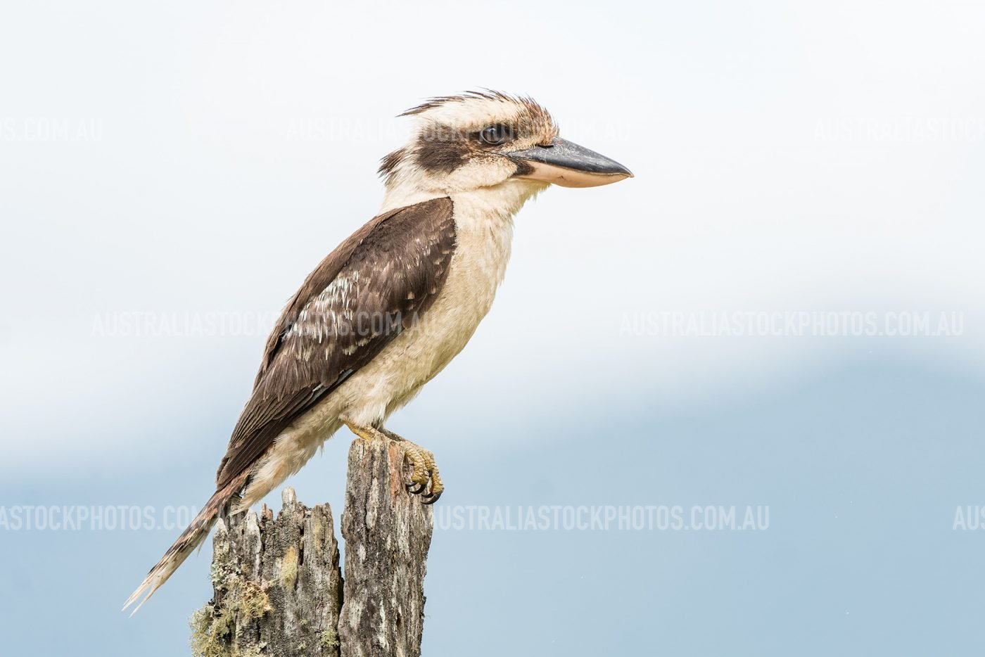 Kookaburra-Dacelo novaeguineae