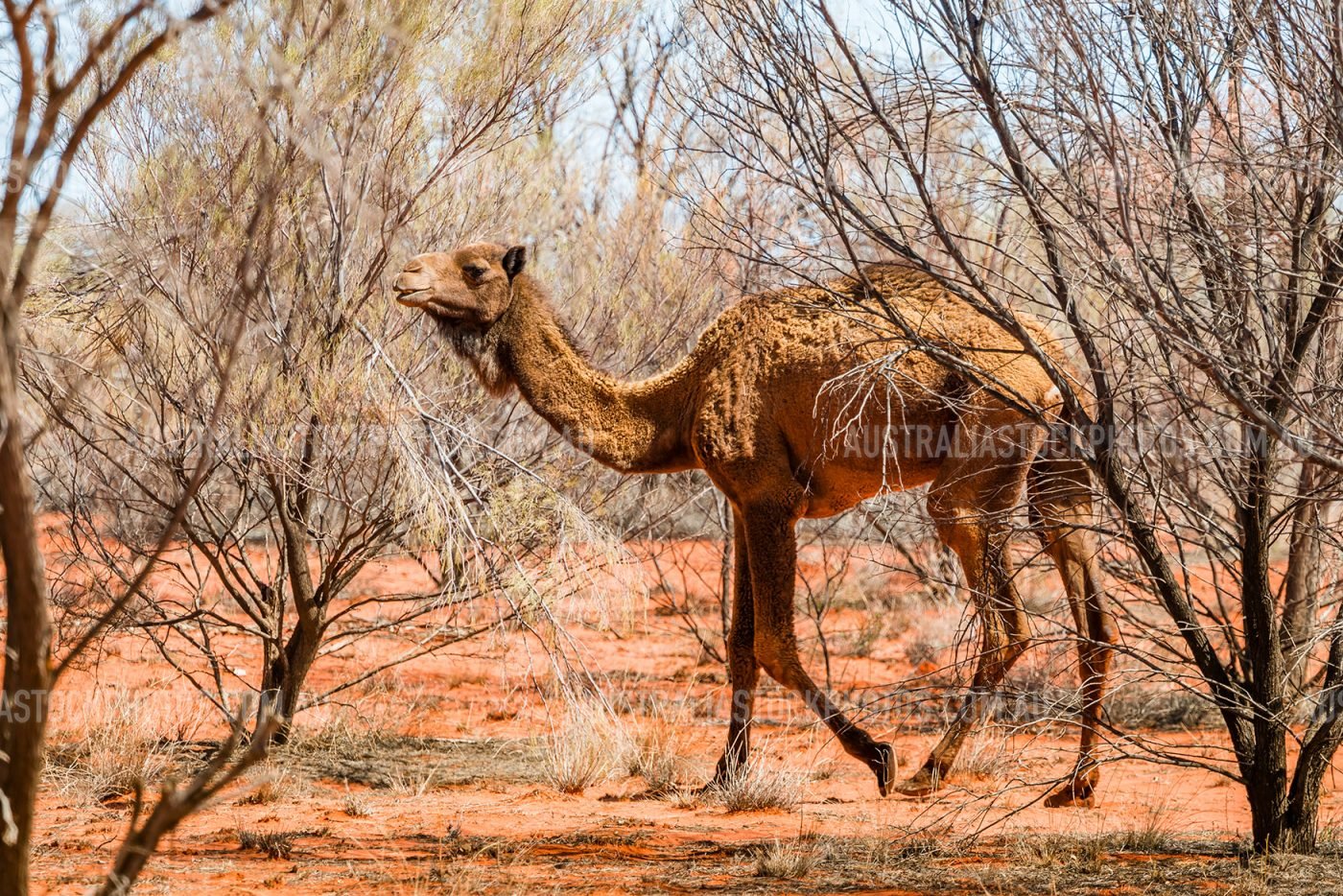 Wild-Camel-Red-Centre-Outback-NT