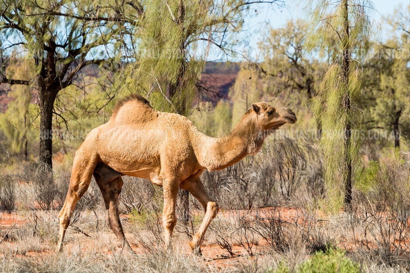 Wild-Camel-Red-Centre-Outback-NT-3