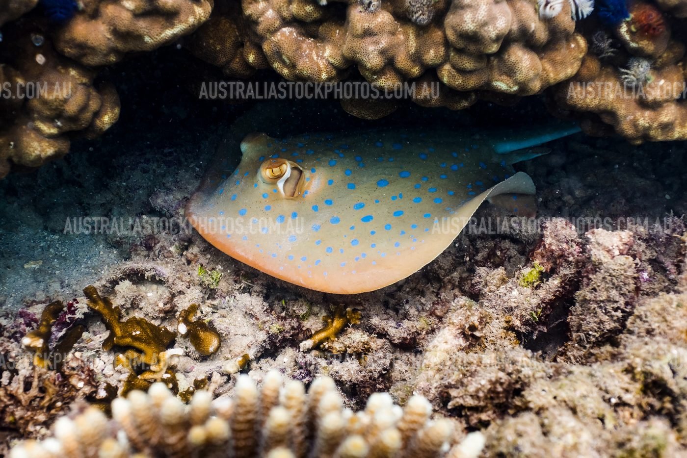 blue-spotted-stingray-fitzroy-island