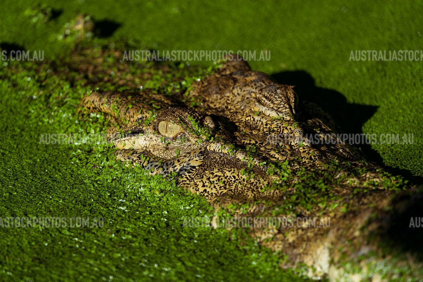 crocodile-in-green-water