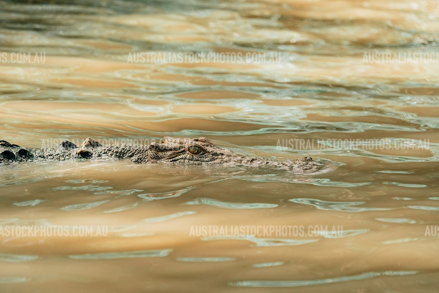 crocodile-side-portrait-nt-kakadu