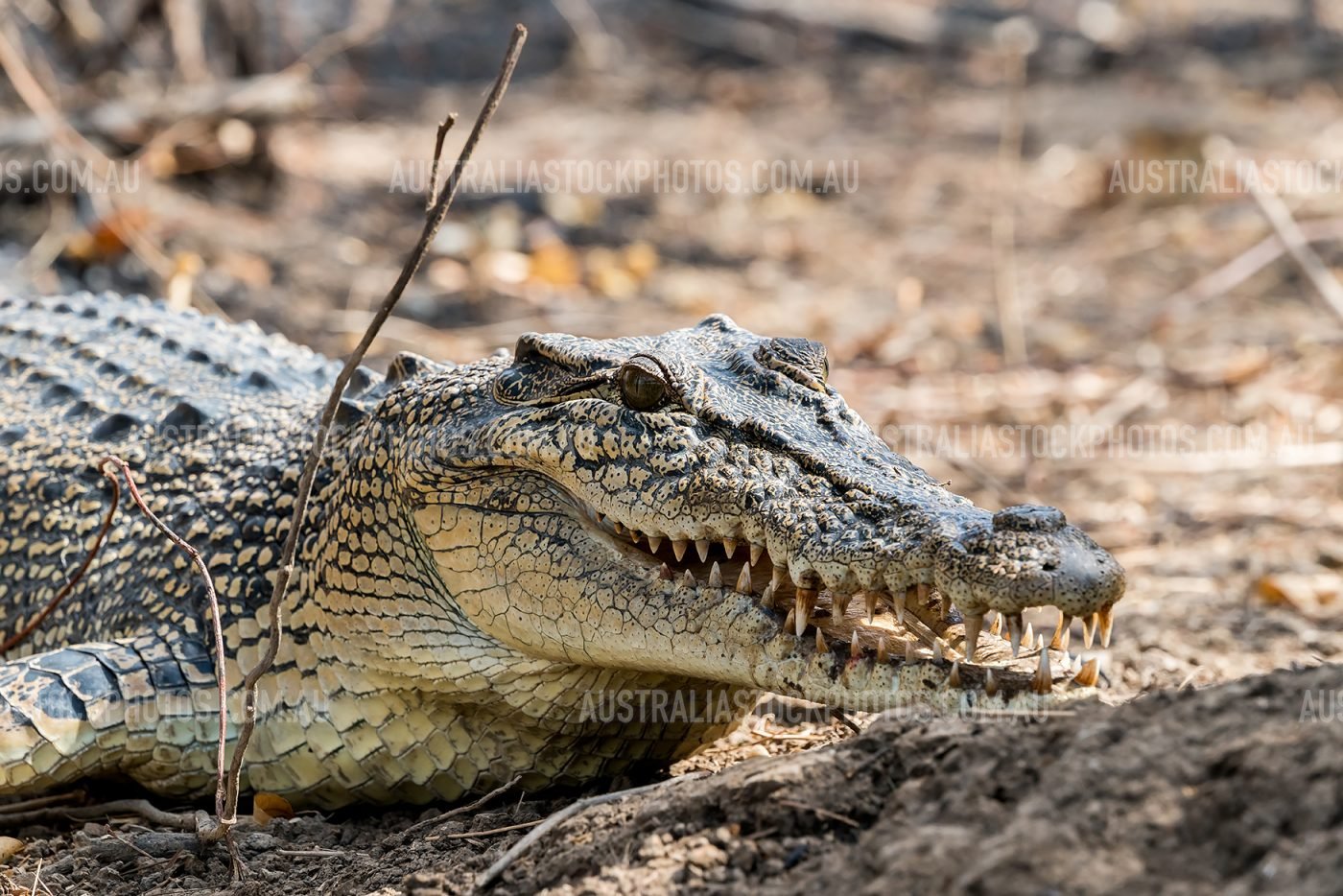 crocodile-side-portrait-nt-kakadu-2