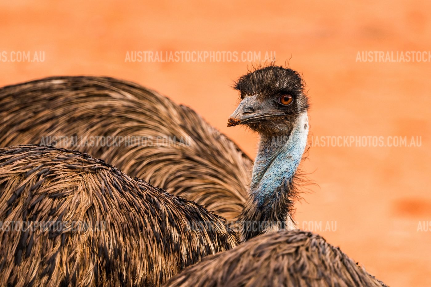 emu-portrait-alice-springs