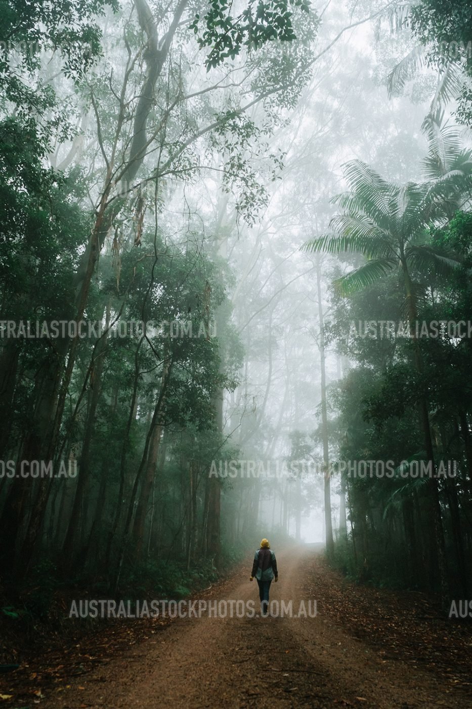 foggy-rainforest-girl-walking