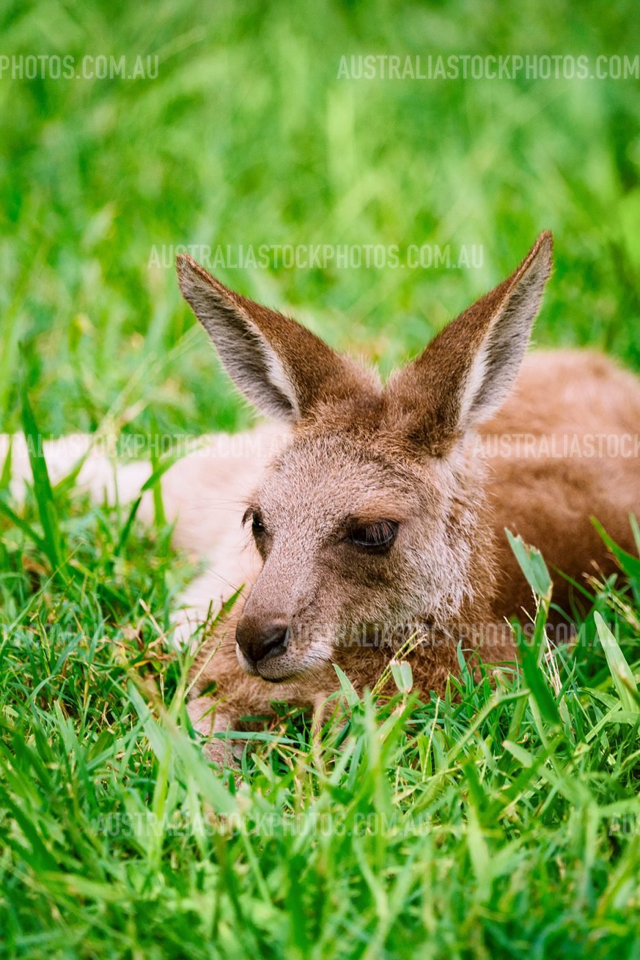 kangaroo-laying-in-grass