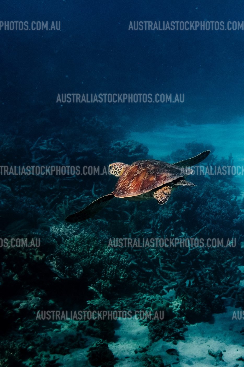 marine-turtle-great-barrier-reef-qld