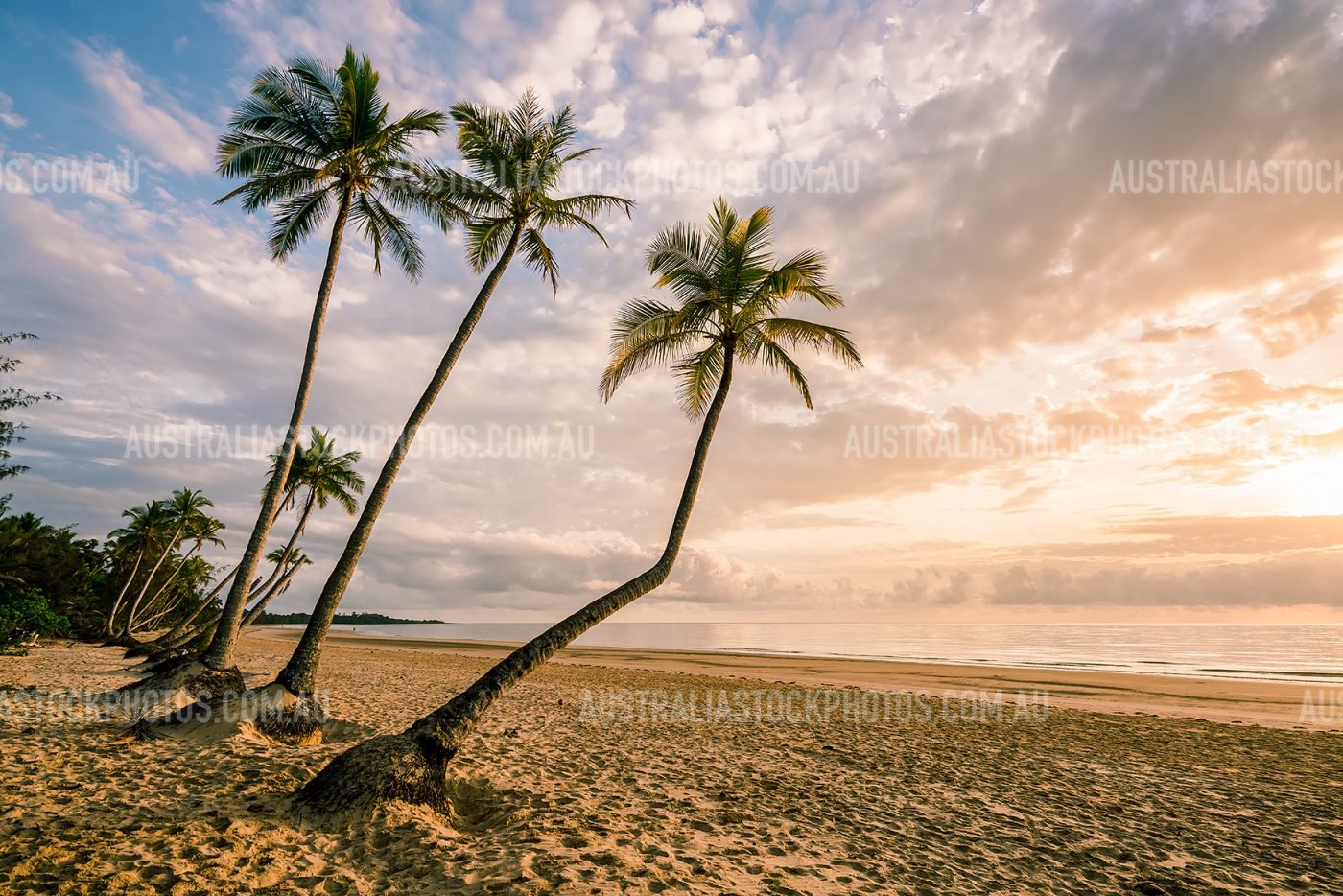 mission-beach-palm-trees-sunrise
