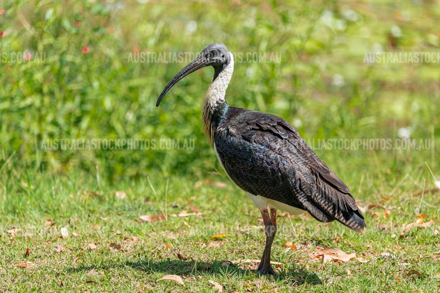 straw-necked-ibis-kununurra-wa
